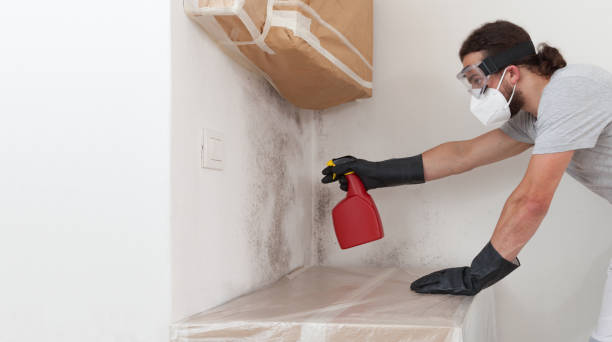 Professional Mold Inspection And Testing technician working in Freeburg, IL